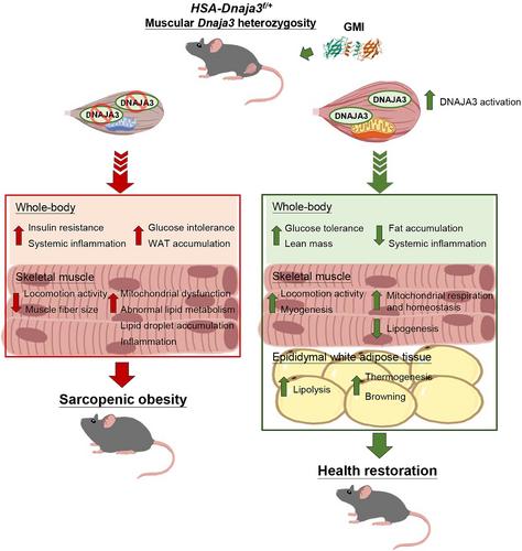 Regimen on Dnaja3 haploinsufficiency mediated sarcopenic obesity with imbalanced mitochondrial homeostasis and lipid metabolism