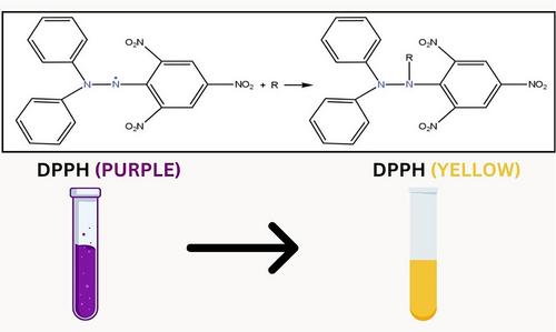 Bioactivity evaluations from stem bark extract fractions of Myrica esculenta Buch. -Ham.ex D. Don