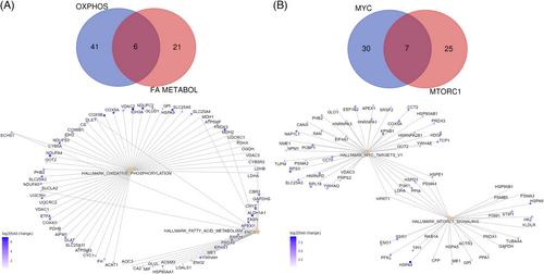 Diabetic retinopathy from the vitreous proteome perspective: The INSC94Y transgenic pig model study