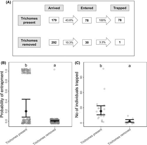 Sex, flies and flower trap: Trapping trichomes and their function in pollination