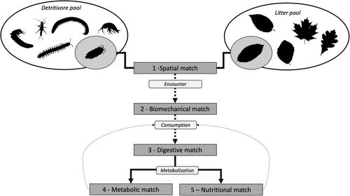 The Detri2match conceptual framework: Matching detritivore and detritus traits to unravel consumption rules in a context of decomposition