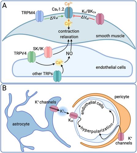 Vascular Function and Ion Channels in Alzheimer's Disease