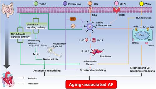 Aging-associated atrial fibrillation: A comprehensive review focusing on the potential mechanisms