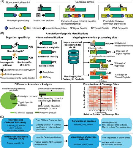 TermineR: Extracting information on endogenous proteolytic processing from shotgun proteomics data