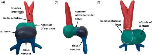 Creating new embryological models for teaching cardiac development in embryology