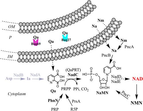 Periplasmic binding proteins Bug69 and Bug27 from Bordetella pertussis are in vitro high-affinity quinolinate binders with a potential role in NAD biosynthesis