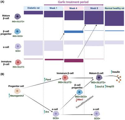 Garlic Extract Promotes Pancreatic Islet Neogenesis Through α-to-β-Cell Transdifferentiation and Normalizes Glucose Homeostasis in Diabetic Rats