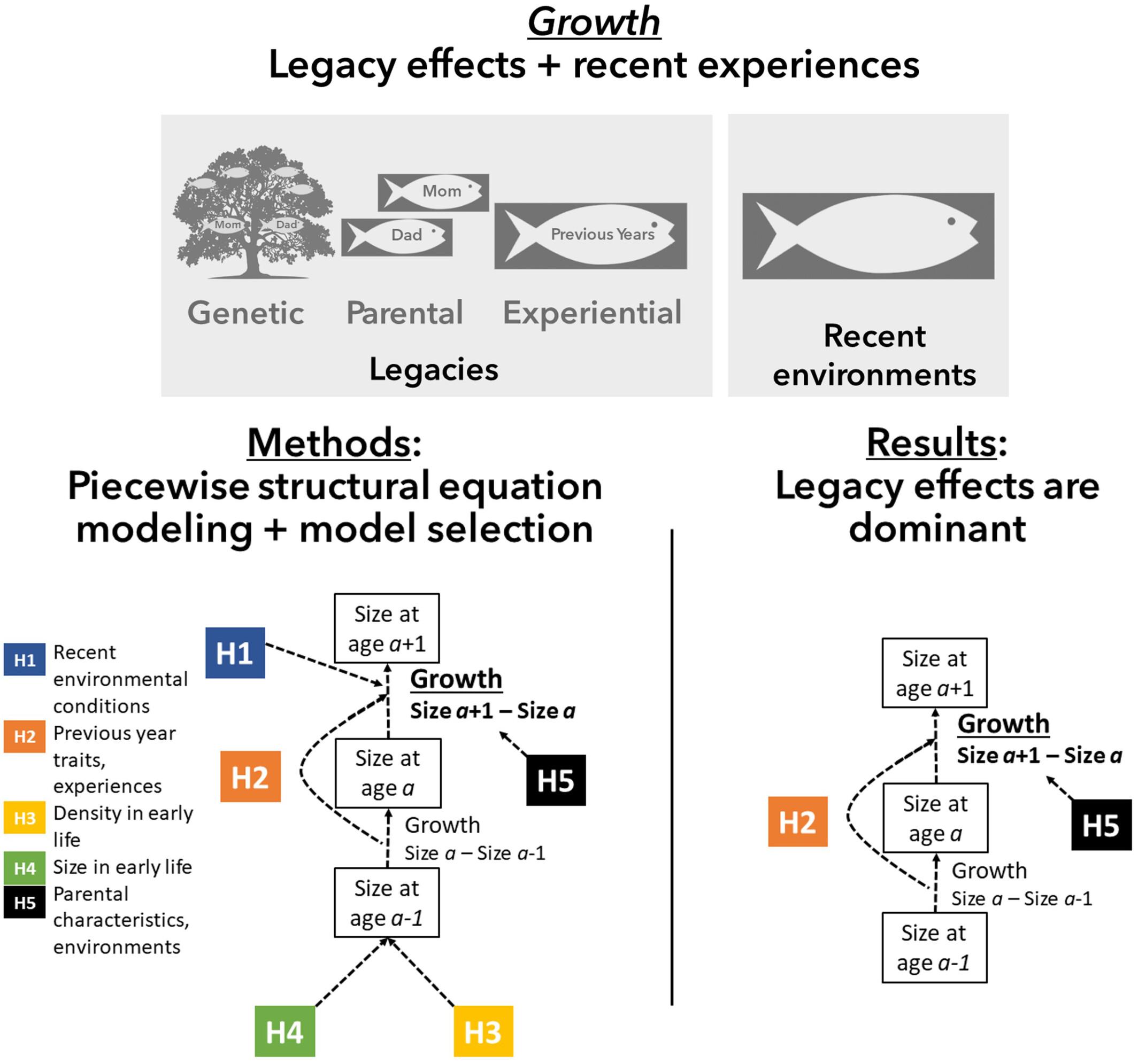 Lingering legacies: Past growth and parental experience influence somatic growth in a fish population