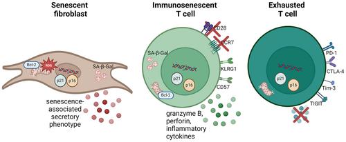 Are immunosenescent T cells really senescent?