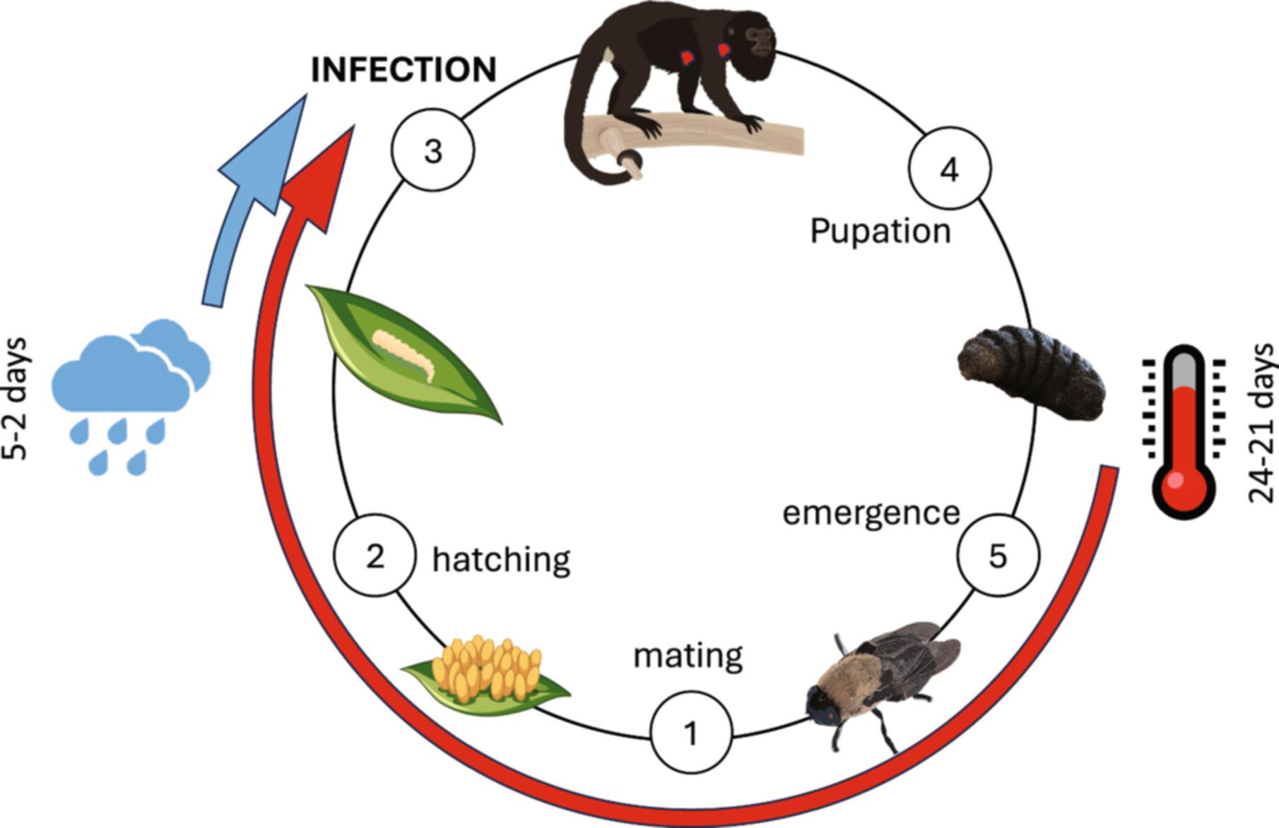 Bot fly parasitism in mantled howler monkeys (Alouatta palliata): General patterns and climate influences