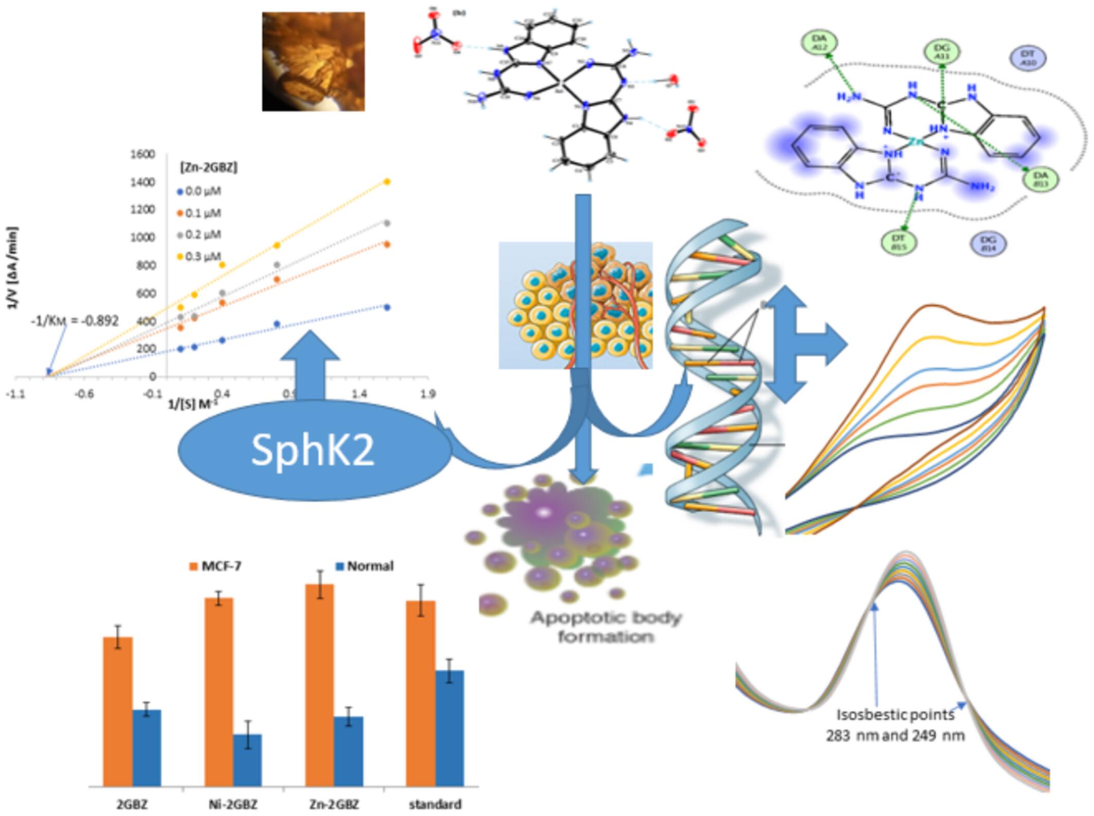 Elucidation of mode of anticancerous activity of metal guanidinobenzimidazoles: A computational and experimental screening