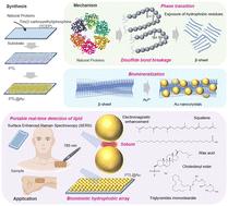 Mineralized aggregates based on native protein phase transition for non-destructive diagnosis of seborrheic skin by surface-enhanced Raman spectroscopy†