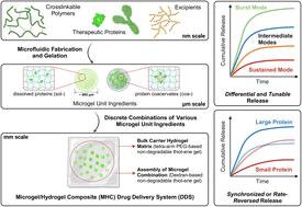 Programmable protein delivery from microgel/hydrogel composites (MHCs) via discrete combinations of multi-state protein-loaded unit ingredients†