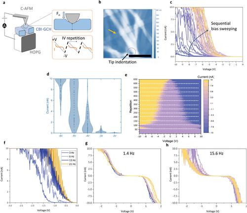 Chirality-Induced Magnetic Polarization by Charge Localization in a Chiral Supramolecular Crystal