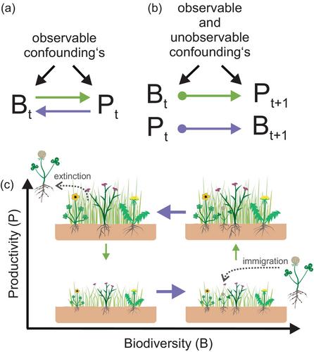 Weak reciprocal relationships between productivity and plant biodiversity in managed grasslands