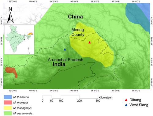 Two Y-chromosomal lineages in White-cheeked macaque (Macaca leucogenys) indicate a possible male-mediated introgression in ‘sinica’ group macaques