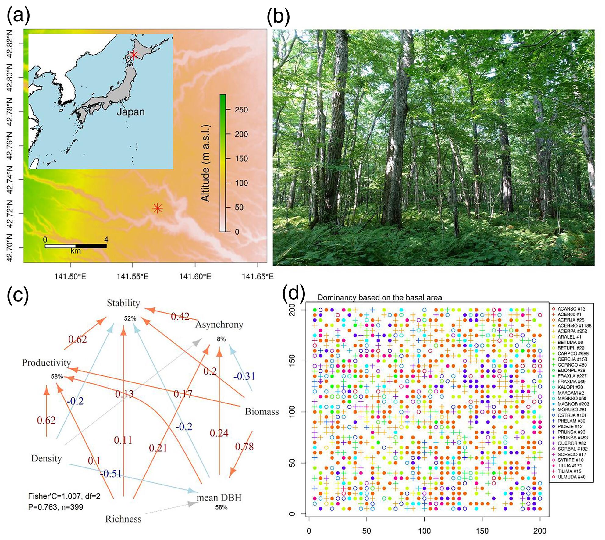 Diversity effects and compensatory dynamics drive productivity and stability in temperate old-growth forests