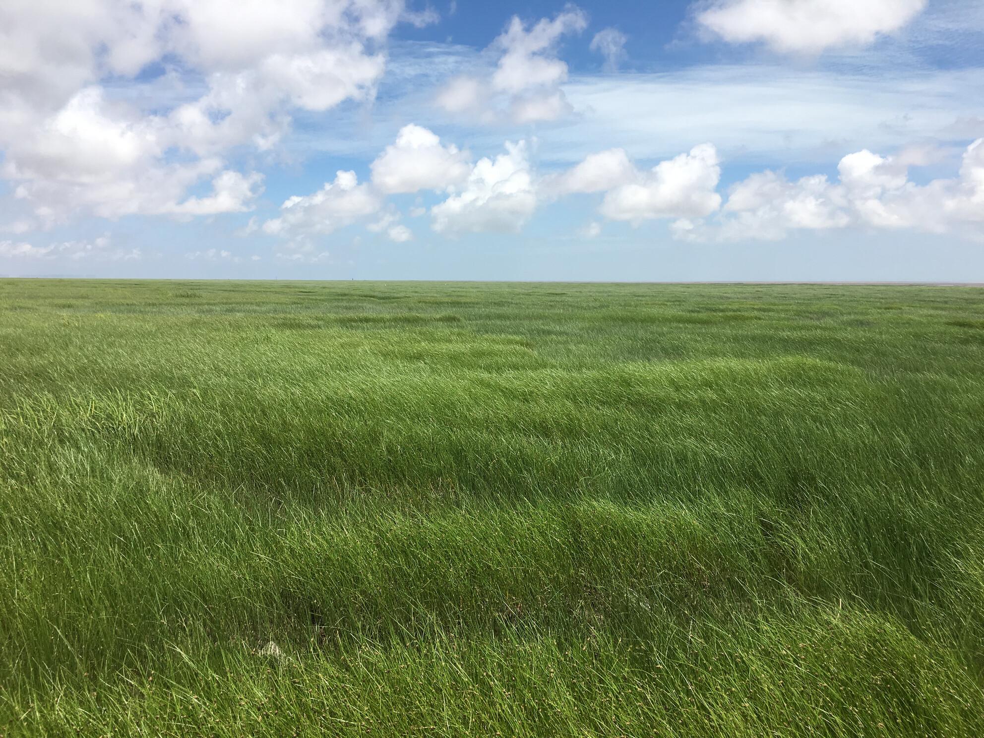 Genetic diversity matters for restoration of a threatened saltmarsh plant in harsh environments