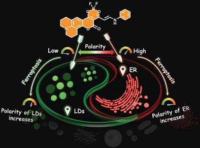 Multimodal Benefits of a Bimodal Boron Difluoride Complex: Decrypting the Ferroptosis-Induced Micropolarity-Alteration, LD-ER Intimacy, and Steatosis Monitoring