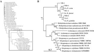 Metagenomic Insights Reveal Unrecognized Diversity of Entotheonella in Japanese Theonella Sponges