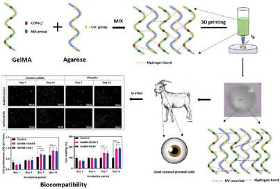 Fabrication of GelMA – Agarose Based 3D Bioprinted Photocurable Hydrogel with In Vitro Cytocompatibility and Cells Mirroring Natural Keratocytes for Corneal Stromal Regeneration