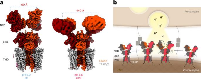 How protons shape AMPA receptor structure, function and diffusion at the synapse