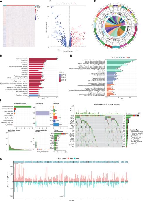 Integrated machine learning survival framework to decipher diverse cell death patterns for predicting prognosis in lung adenocarcinoma