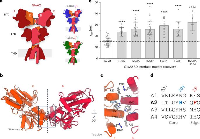 Proton-triggered rearrangement of the AMPA receptor N-terminal domains impacts receptor kinetics and synaptic localization