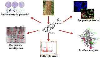 A comprehensive apoptotic assessment of niloticin in cervical cancer cells: a tirucallane-type triterpenoid from Aphanamixis polystachya (Wall.) Parker†