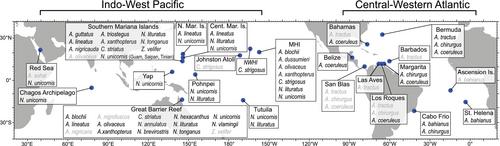 A widespread, consistent, and perplexing biphasic pattern in log catch-at-age data from a widely harvested family of tropical reef fishes