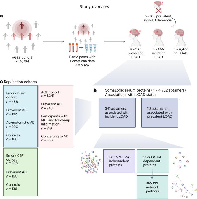 Serum proteomics reveal APOE-ε4-dependent and APOE-ε4-independent protein signatures in Alzheimer’s disease