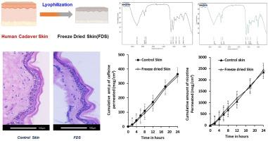 Biophysical and permeability characterization of lyophilized (freeze-dried) human cadaver skin