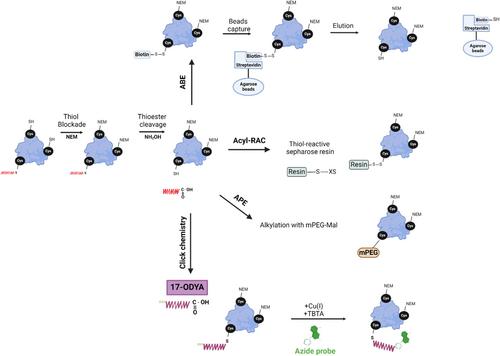 S-acylation of Ca2+ transport proteins in cancer