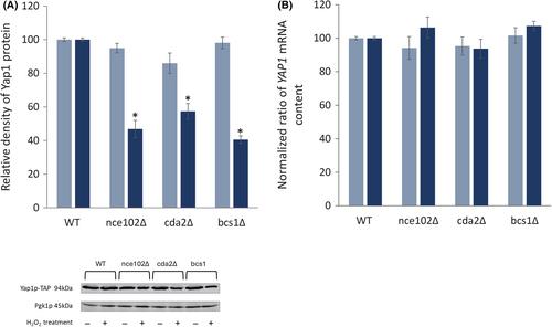 Oxidative stress-induced YAP1 expression is regulated by NCE102, CDA2, and BCS1