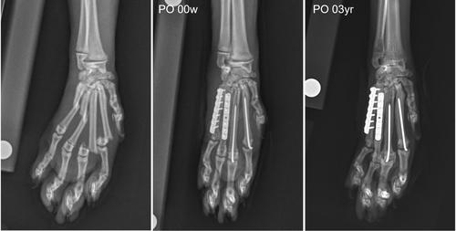 Clinical experience and outcomes using a commercially available micro-plating system for metabone fractures in dogs and cats: 10 cases (2019-2023)