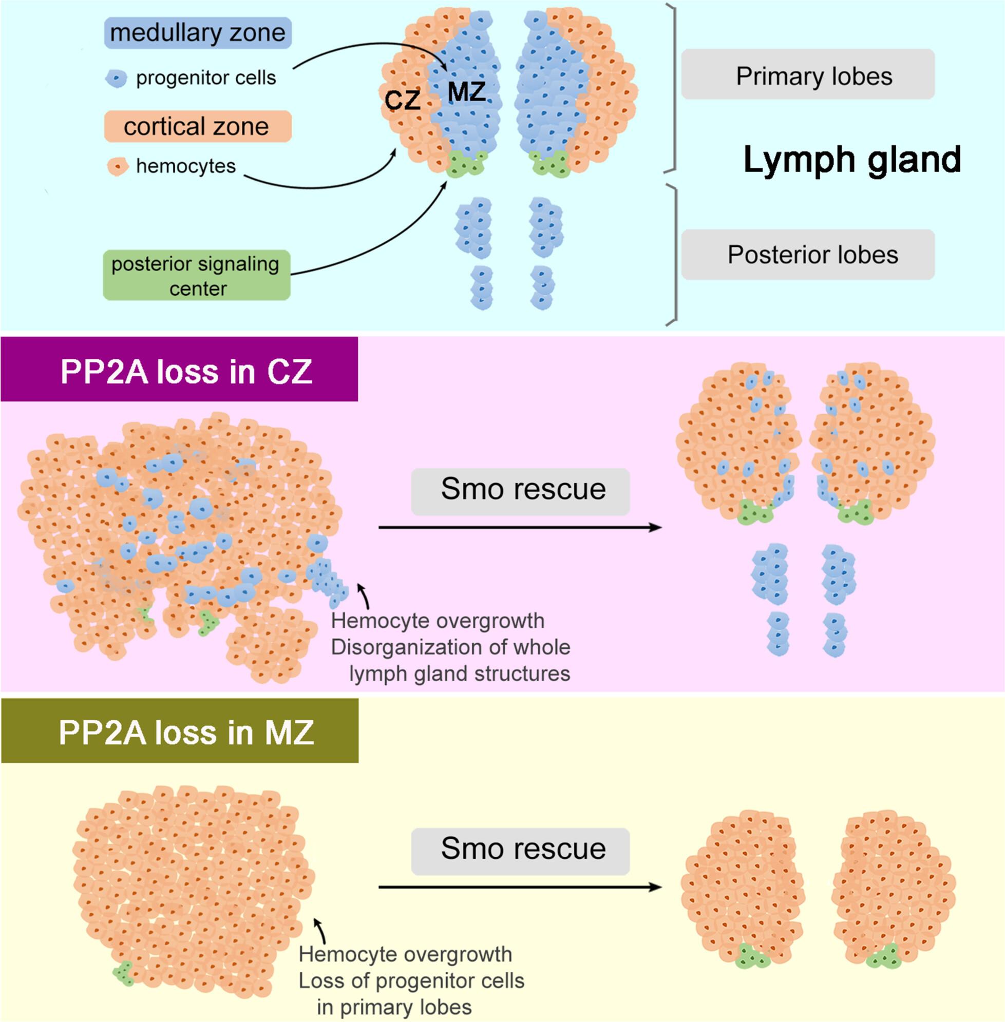 Protein phosphatase 2A regulates blood cell proliferation and differentiation in Drosophila larval lymph glands