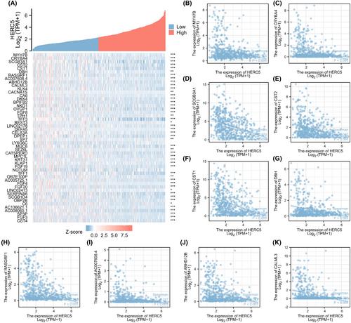 HERC5: a comprehensive in silico analysis of its diagnostic, prognostic, and therapeutic potential in cancer