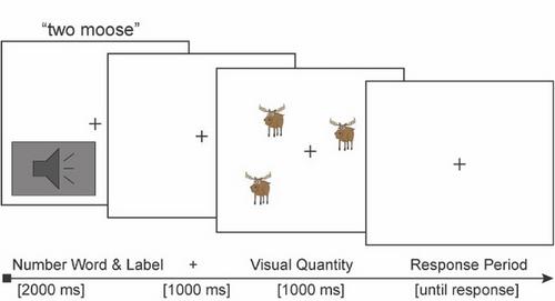 Neural evidence of core foundations and conceptual change in preschool numeracy