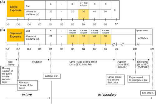 Honey bee larval toxicity study designs: Applicability of the current study protocols and endpoints as a predictor of pesticide hazard for pollinators