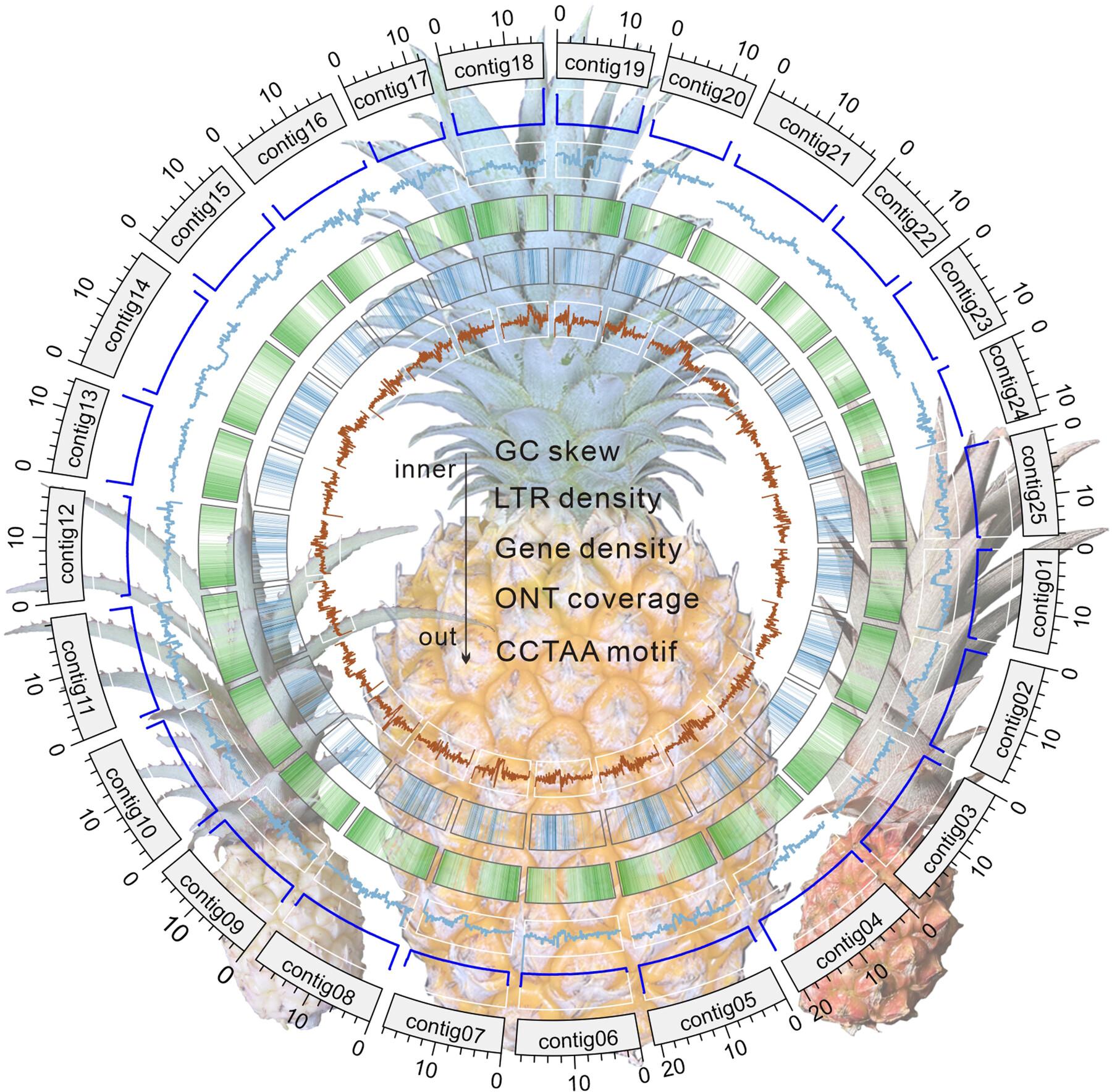 The pineapple reference genome: Telomere-to-telomere assembly, manually curated annotation, and comparative analysis