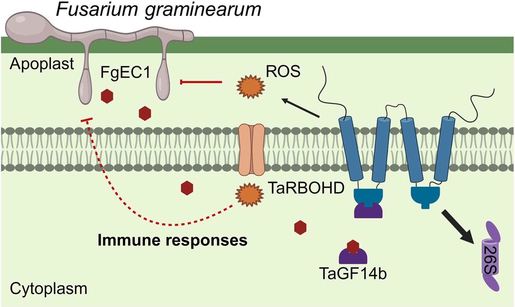 Fusarium graminearum effector FgEC1 targets wheat TaGF14b protein to suppress TaRBOHD-mediated ROS production and promote infection