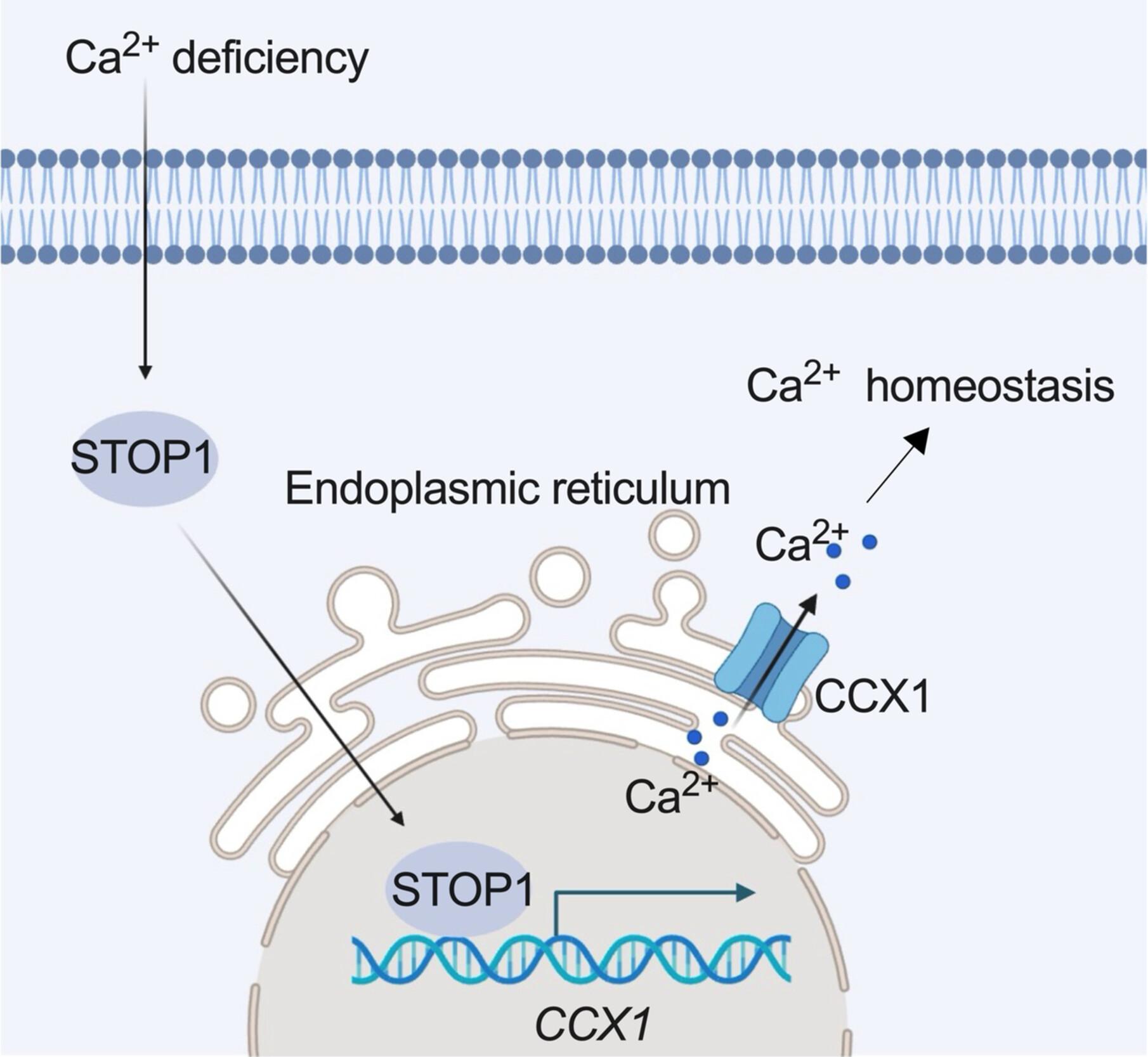 STOP1 regulates CCX1-mediated Ca2+ homeostasis for plant adaptation to Ca2+ deprivation