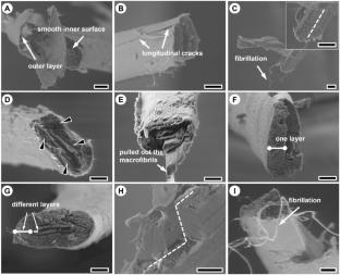 Unveiling the evolution of structures and properties of wingceltis (Pteroceltis tatarinowii) phloem fibers throughout the traditional pulping process