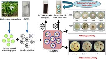 Sustainable green synthesis of Hedychium coronarium leaf extract-stabilized silver nanoparticles and their applications: colorimetric sensing of Sn2+ and Hg2+ and antifungal and antimicrobial properties†