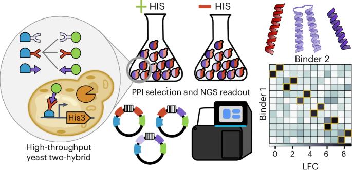 Massively parallel measurement of protein–protein interactions by sequencing using MP3-seq