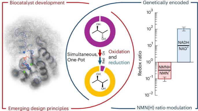 Shifting redox reaction equilibria on demand using an orthogonal redox cofactor