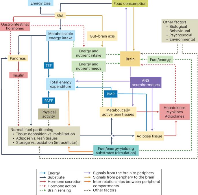 On the pathogenesis of obesity: causal models and missing pieces of the puzzle