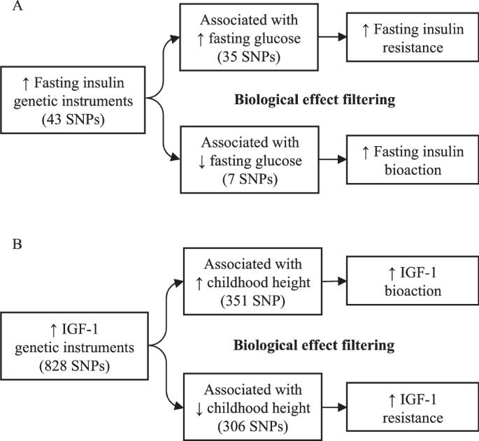 Likely causal effects of insulin resistance and IGF-1 bioaction on childhood and adult adiposity: a Mendelian randomization study