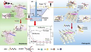 A novel molybdenite depressant for efficient selective flotation separation of chalcopyrite and molybdenite