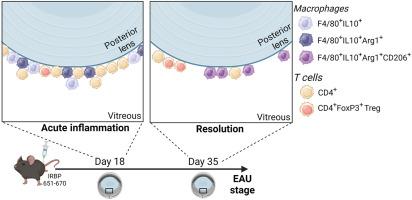 Immunoregulatory Properties of Immune Cells that Associate with the Lens Capsule Surface during Acute and Resolution Phases of Experimental Autoimmune Uveitis